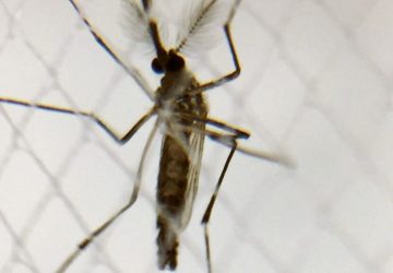 Recorde histórico: Números oficiais indicam crescimento de 412% nas mortes por Dengue no Brasil em 2024