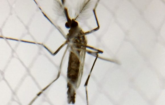 Recorde histórico: Números oficiais indicam crescimento de 412% nas mortes por Dengue no Brasil em 2024